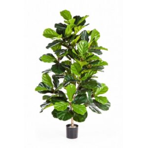 Ficus Lyrata Bush Tree 130 cm